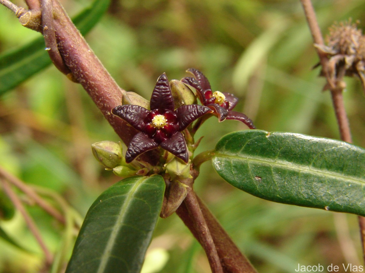 Hemidesmus indicus (L.) R.Br.
